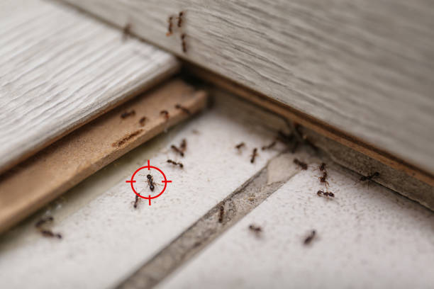 Best Ant Control Services  in Wake Village, TX