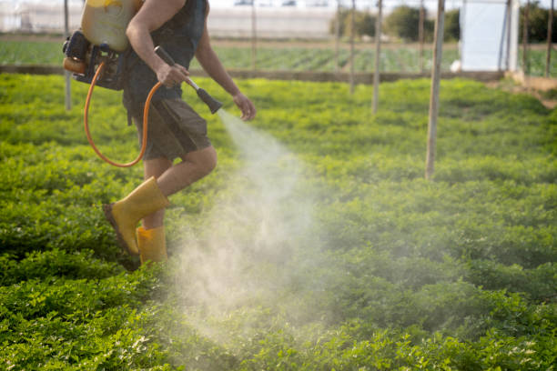 Insect Control in Wake Village, TX