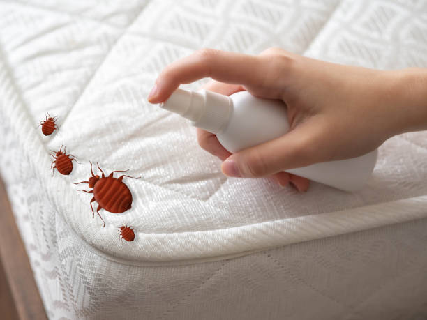 Best Affordable Pest Control Services  in Wake Village, TX