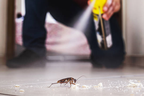 Wasp Removal Services